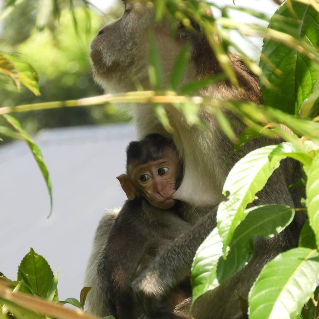 Macaca monkey