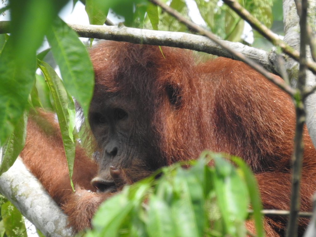 sumatran orangutan