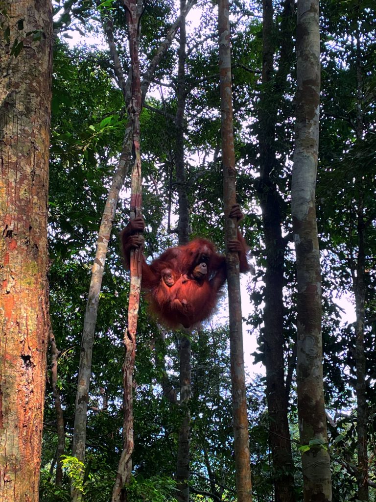 sumatran orangutan