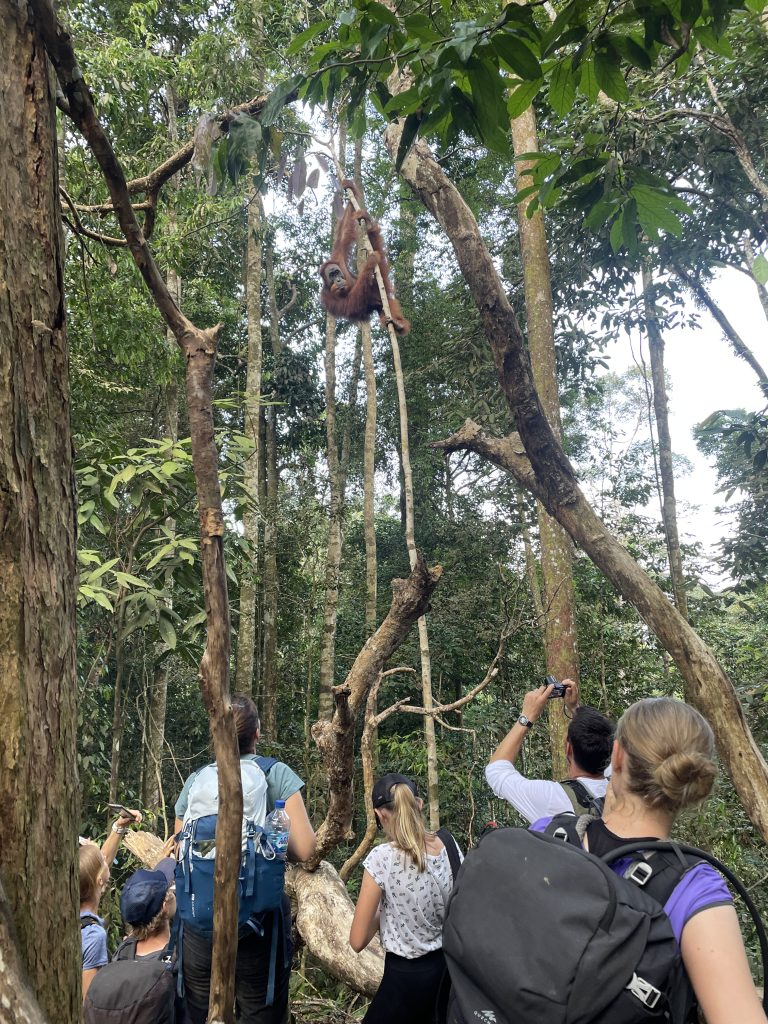 Sumatran Orangutan