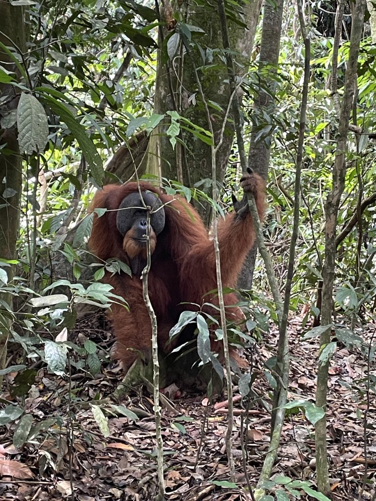 Sumatran Orangutan