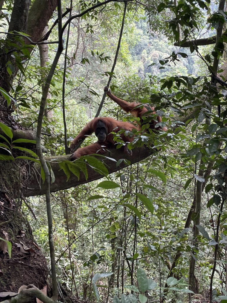 Sumatran orangutan