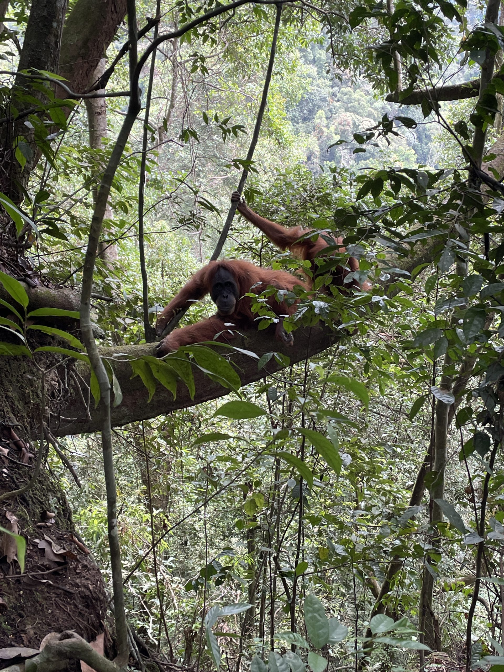 You are currently viewing Orangutan Tourism in Bukit Lawang