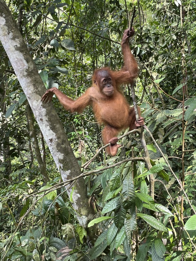 sumatran orangutan