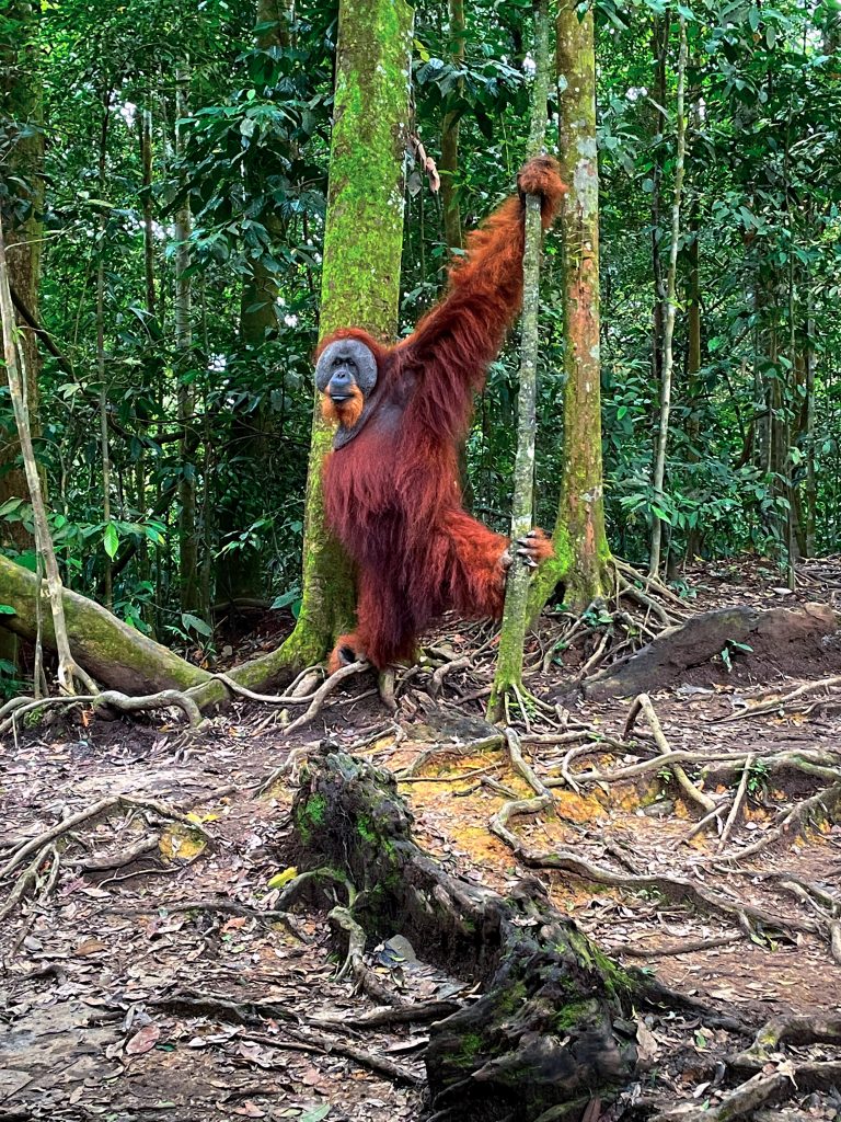 ALPHA MALE SUMATRAN ORANGUTAN IN LEUSER NATIONAL PARK