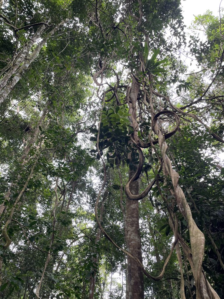 Sumatra's rainforests as a habitat for orangutans