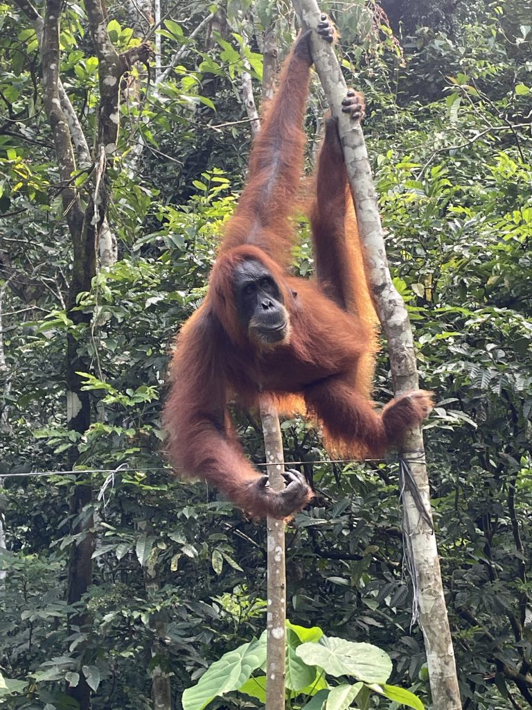 female orangutan