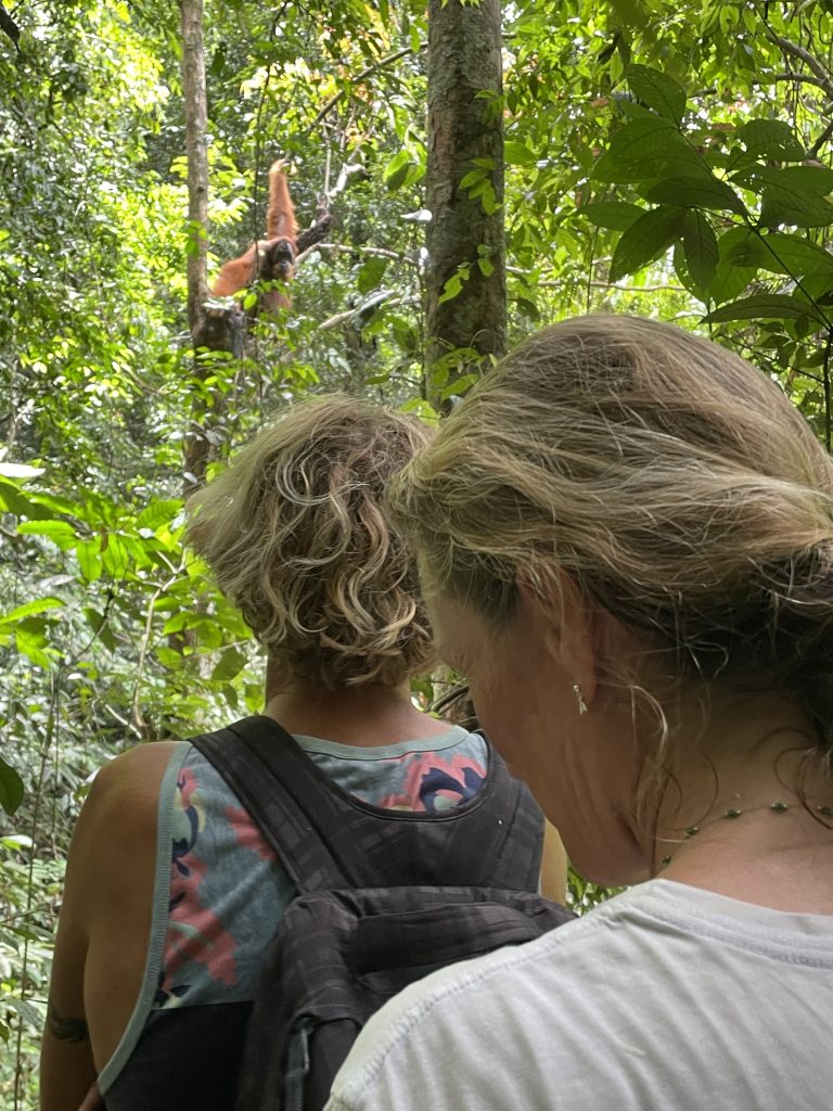 private orangutan tour 