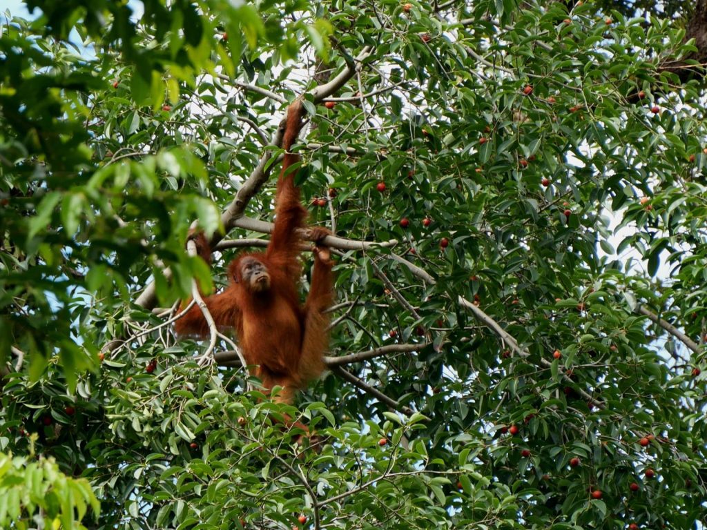 sumatran orangutan