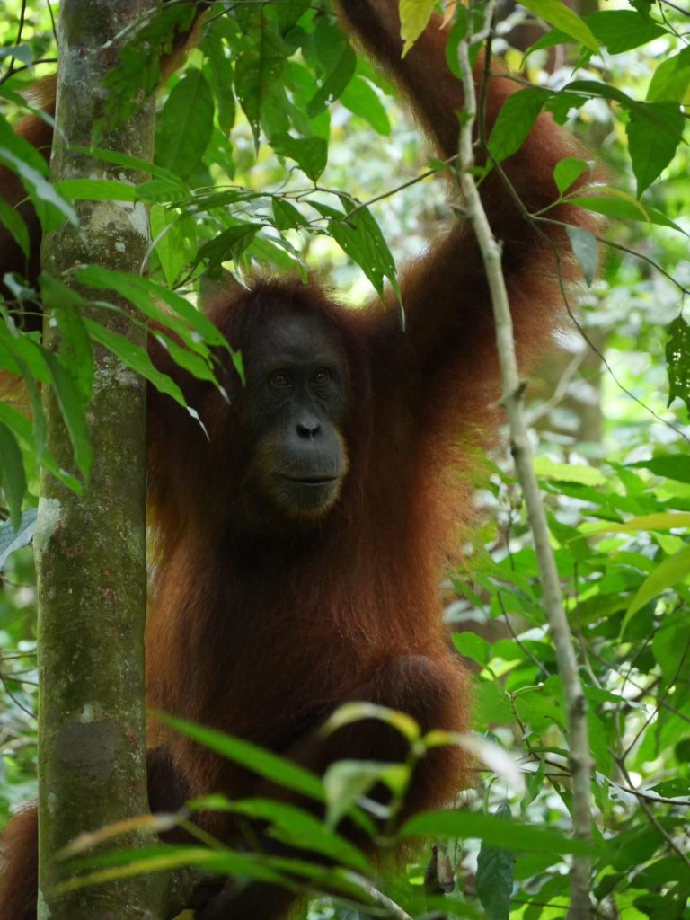 sumatran orangutan