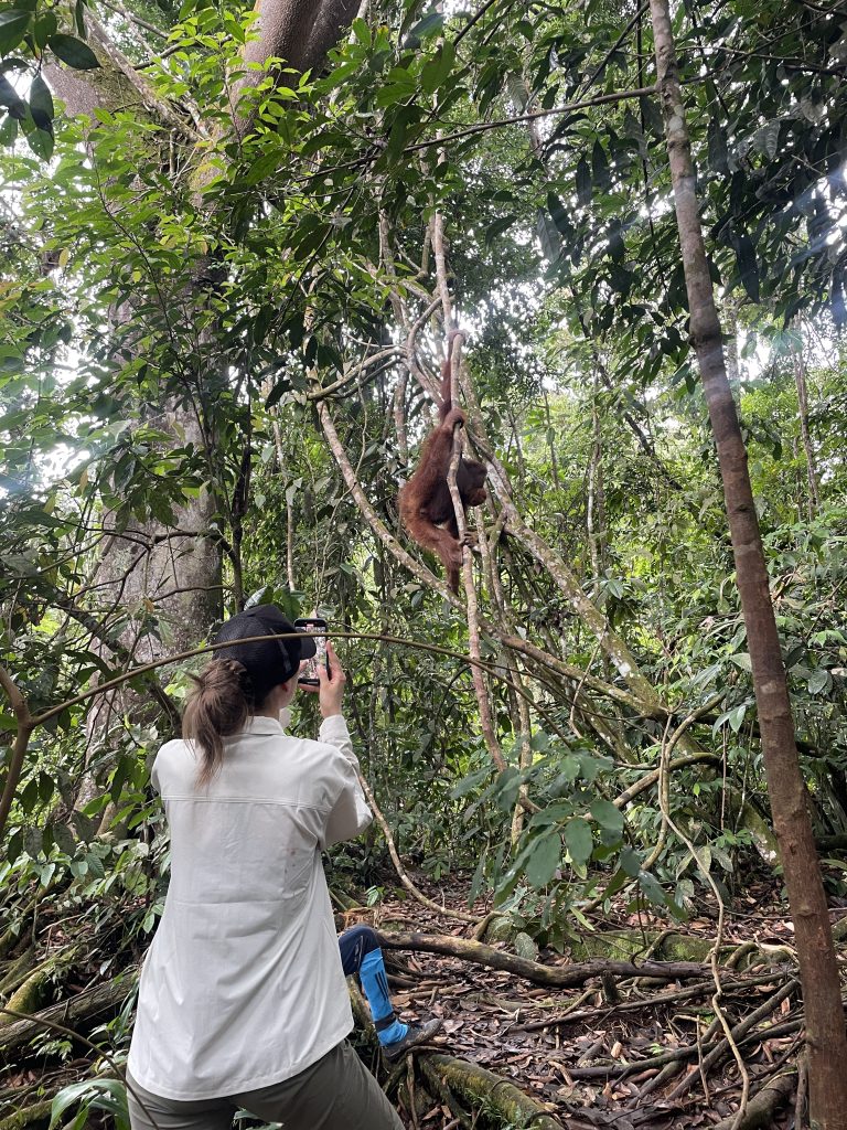 orangutan encounter in sumatra jungle