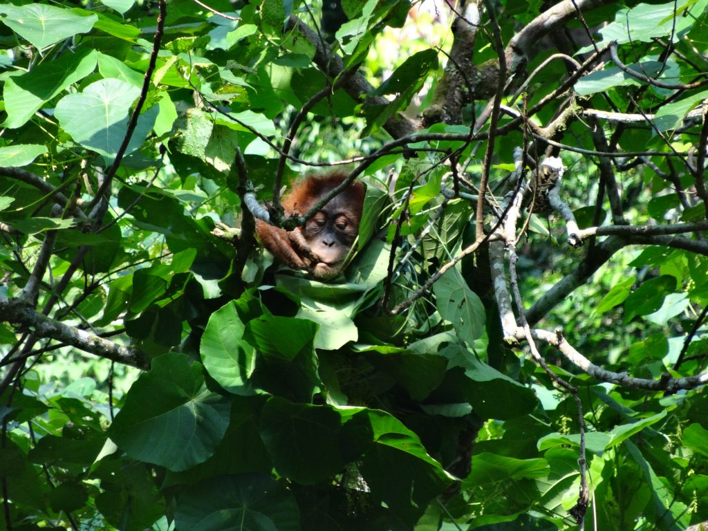Sumatran Orangutan