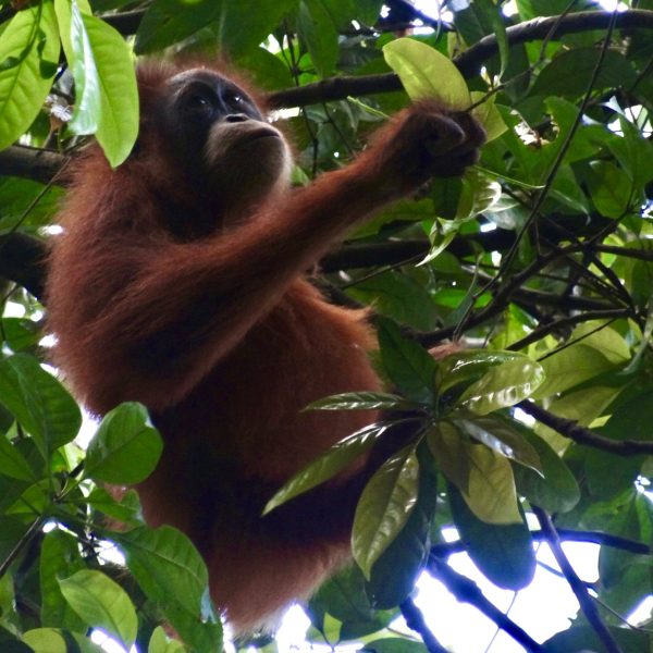 Sumatran Orangutan