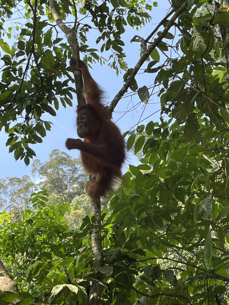 Sumatran orangutan