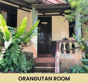 Orangutan room