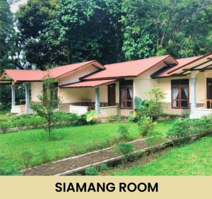 Siamang room