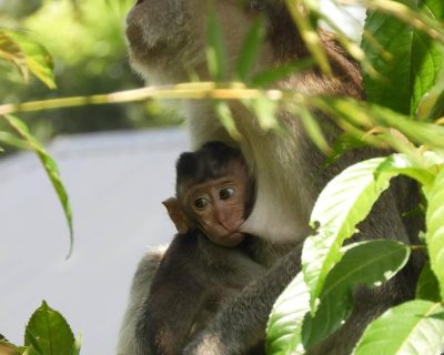 Macaca monkey