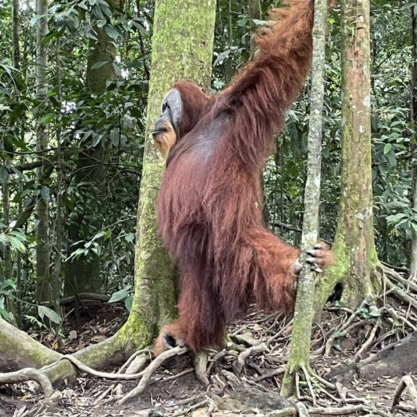 orangutan