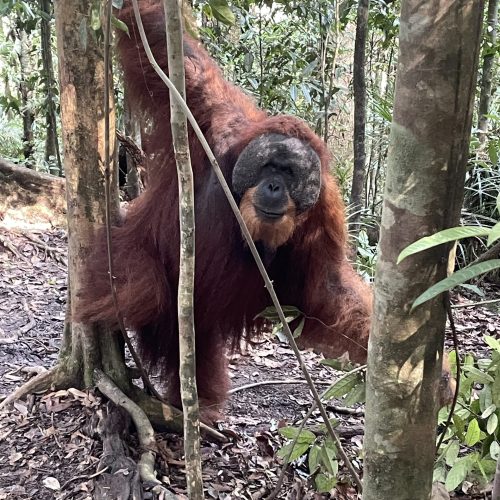 dominant male orangutan
