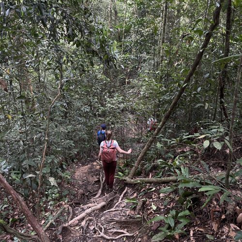 trekking orangutan 2026