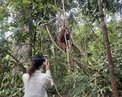 orangutan encounter in sumatra jungle