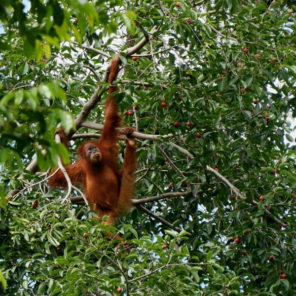 sumatran orangutan