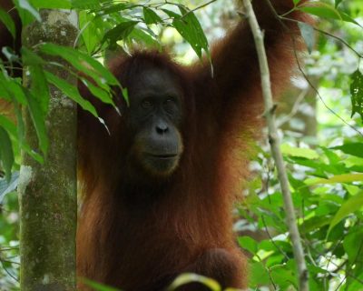 sumatran orangutan